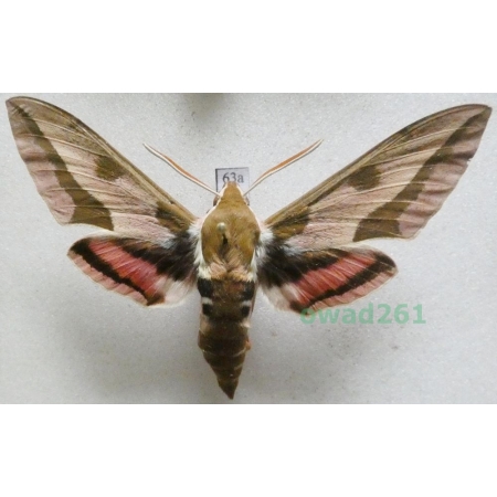 Hyles euphorbiae (Linnaeus, 1758) Czech 69mm63a